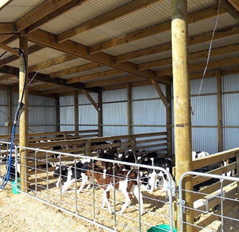 Calf / Feed Shed