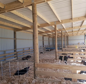 Calf Shed Interior