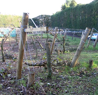 Kiwifruit Orchard Repairs & Maintenance