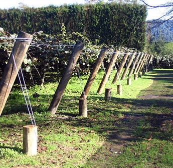 Kiwifruit Orchard Repairs & Maintenance