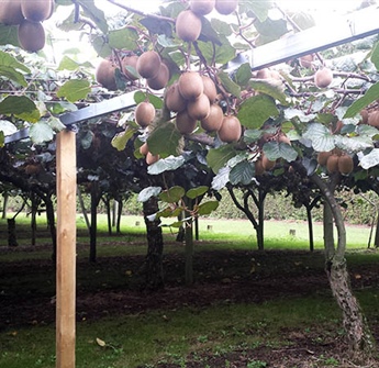 Kiwifruit Orchard Repairs & Maintenance