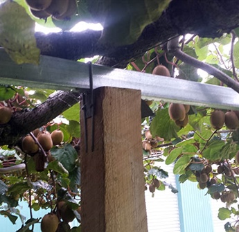 Kiwifruit Orchard Repairs & Maintenance