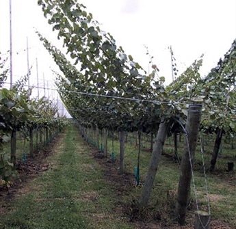 Kiwifruit Vine Stringing Poles