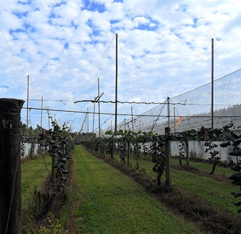 Kiwifruit Vine Stringing Poles