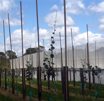 Kiwifruit Vine Stringing Poles