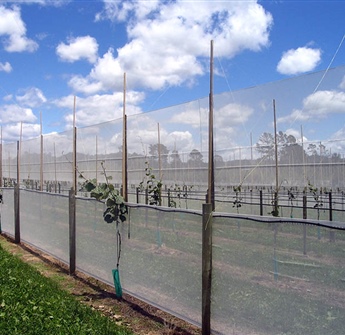 Kiwifruit Vine Stringing Poles