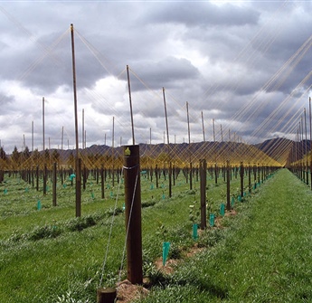 Kiwifruit Vine Stringing Poles