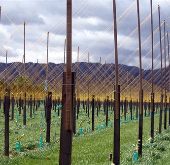 Kiwifruit Vine Stringing Poles